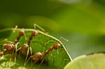 hormigas colaborando